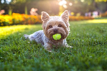 Beautiful Yorkshire terrier playing with a ball on a grass