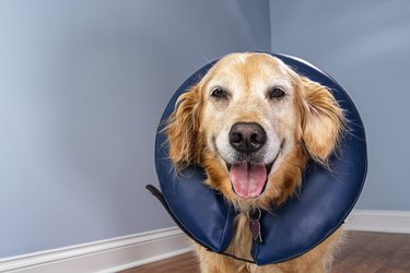 Golden Retriever wearing inflatable E-Collar looking at the camera