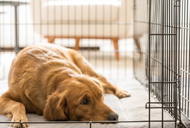 Female Golden Retriever Lies in Her Dog Crate, Looks Out of Frame
