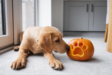 Labrador Puppy With His Halloween Pumpkin