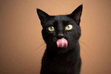hungry black cat licking lips waiting for food