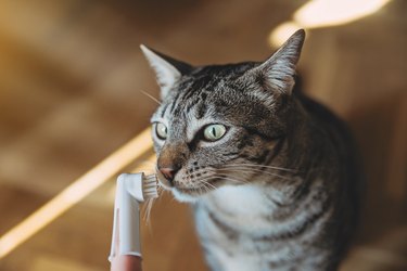 Tabby cat smelling toothbrush