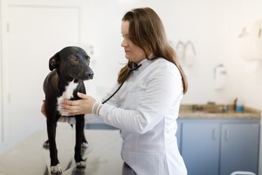 Female veterinary auscultating dog's heart