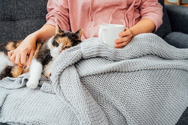 Close-up woman in a plaid drinking hot tea, petting a relaxed cat on the sofa at home. Cozy and comfortable winter or autumn weekends. Pleasant ways to keep warm. Take a break and relax.