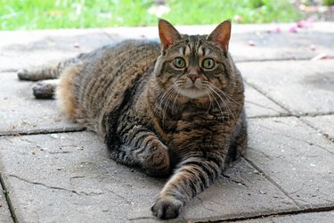 Overweight Tabby Cat