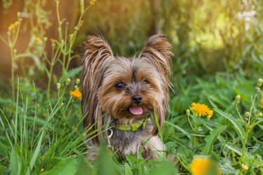 Cute Yorkshire Terrier Dog Playing in the Yard