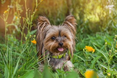 do yorkies have different sizes