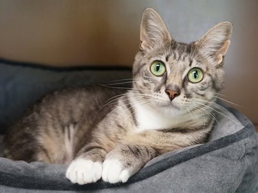 Young tabby cat with green eyes laying on cat bed.