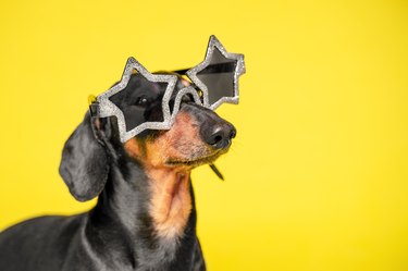 Important dog in star glasses portrait. Stylish clothes and accessories for pets