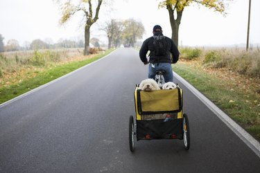 A man on a bike pulling a trailer with two dogs