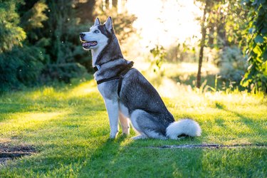 A dog breed Husky sitting on the grass