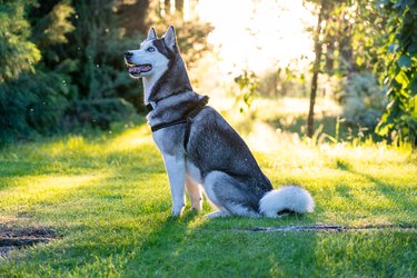 A husky sitting on the grass