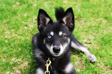 Alaskan Klee Kai