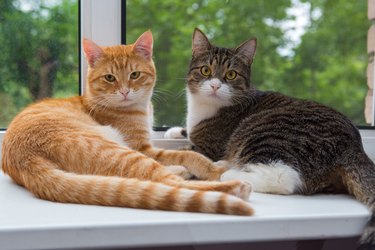 Two cat sitting on the window sill.