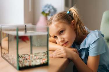 Young girl watching little goldfish in aquarium
