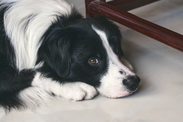 Close-Up Of Dog Relaxing