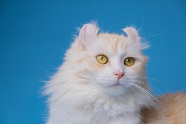 Cream color American curl cat with yellow eyes on blue background.