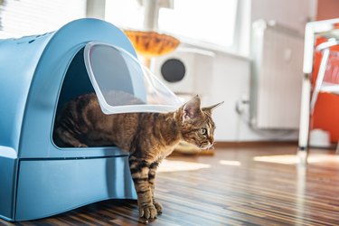 Kitten going through the door of a litter box.