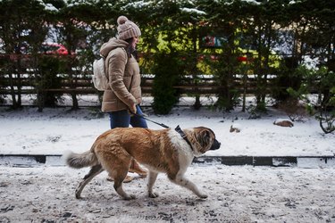 A woman is walking down a snowy street with a Saint Bernard dog.