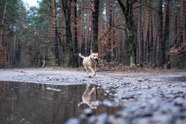 Happy light dog runs in a pine forest reflected in the water