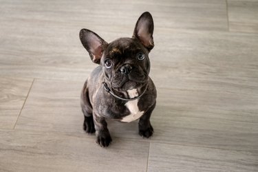 French bulldog