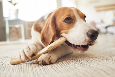 Dog Chewing Treats on Floor