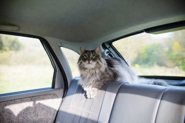 Portrait of a cat in the car. Gray cat with green eyes in the back seat. Traveling with an animal.