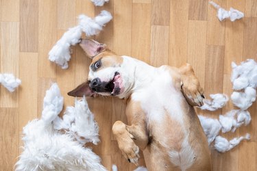 Playful Dog Among Torn Pieces Of A Pillow On The Floor, Top View. Funny Terrier Destroying Homeware