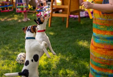 Jack Russel vs soap bubble playtime