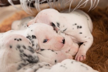 High angle shot of cute little dalmatian newborn puppies sleeping on a fluffy blanket