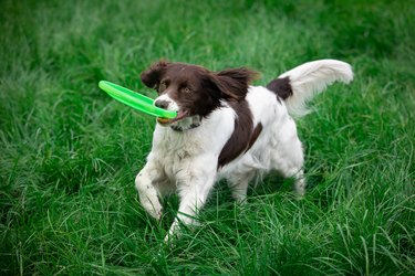 Dog with a frisbee in their mouth and running through the grass.