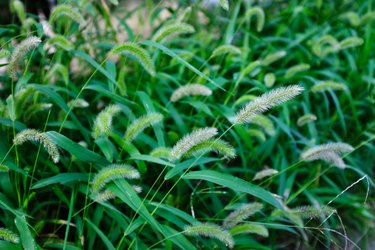 Closeup of a field of foxtails