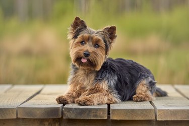 Small brown and black dog sitting on wooden boardwalk
