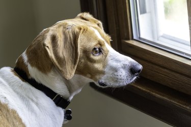 Brown and white dog looking out window