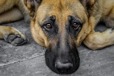 Close-up of a German Shepherd dog lying on the ground. The dog has its eyebrows raised in a sad expression.