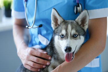 Handsome little husky at veterinarian appointment closeup