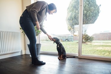 Woman leaning over to give her puppy a treat inside a living room
