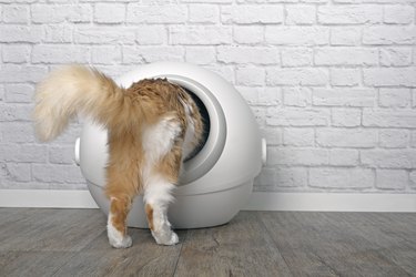 Tabby cat step inside a litter box. Horizontal image with copy space.