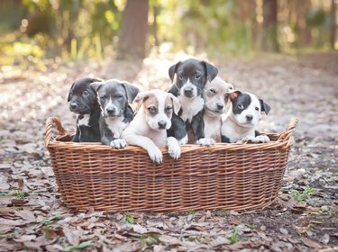 Puppies in wooden basket