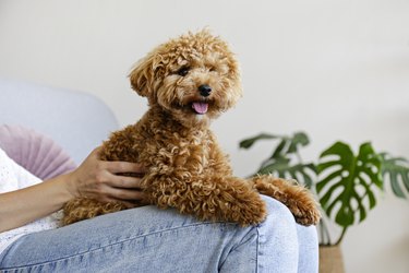 Woman in knitted sweater with her maltipoo poodle.