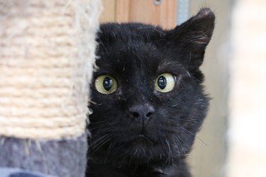 portrait of a shy cross-eyed cat behind the scratching post