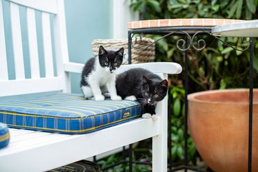 Two black and white kittens sitting on a patio chair.