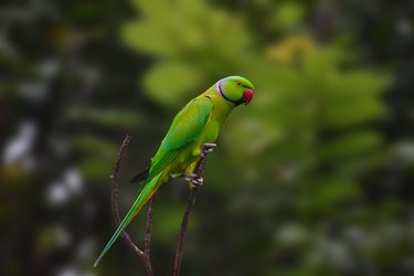 Close-up of parakeet perching on branch