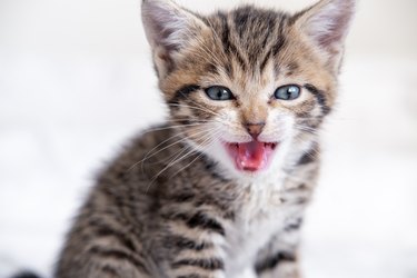 A kitten with its eyes squinted and their mouth open in a hiss