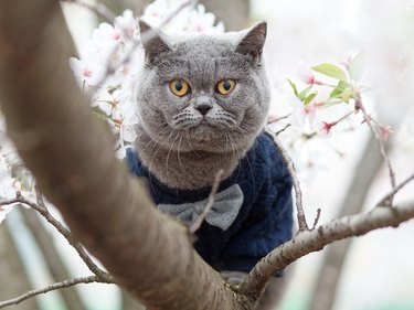 Portrait of British shorthair cat sit on cherry blossom tree, cute blue cat with clothe and neck tie.