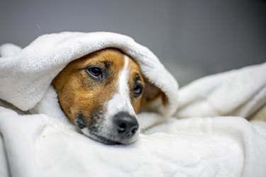 sick jack russell terrier lies with a white blanket thrown on top, comfort, horizontal,