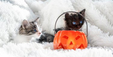 Halloween cats. Little black kittens with a pumpkin for the Halloween holiday. On a light background. Cute pets puppies on a light background.