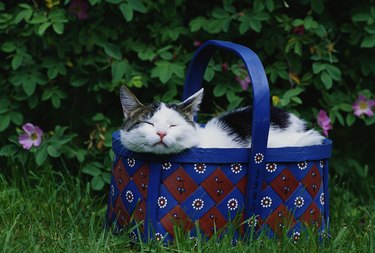 Cat Sleeping in Basket