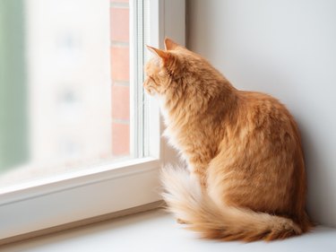 Ginger cat siting on a window sill and looking outside.