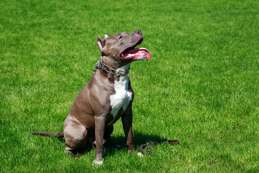 American Pit Bull Terrier